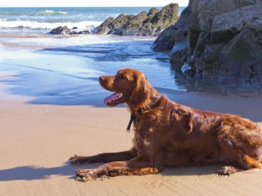 Destinia, Viajes Eroski y Gran Canaria apoyan el primer sello turístico Pet Friendly de España