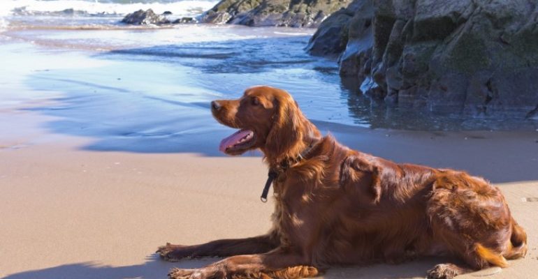 Destinia, Viajes Eroski y Gran Canaria apoyan el primer sello turístico Pet Friendly de España